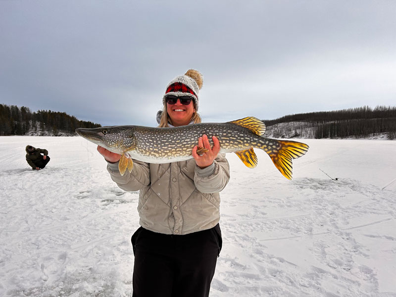 Large northern pike picture being held up.