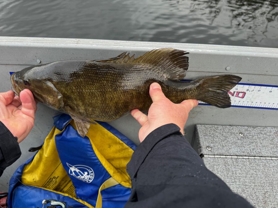 Smallmouth bass caught at Rex Lake on a measuring tape-19" long.