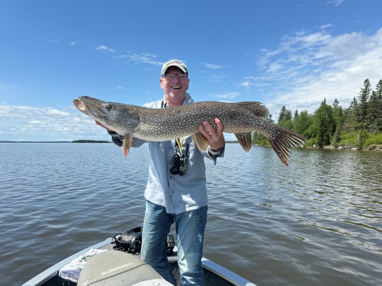 Man holding large northern pike at the front of a boat fishing on the English River with the sun shining.