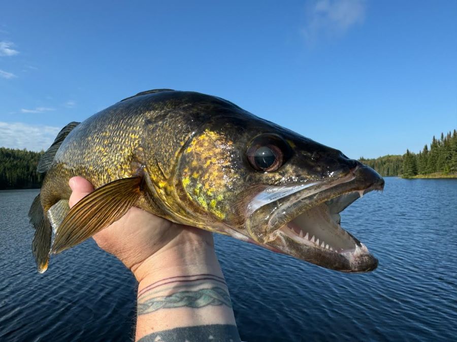 Canadian walleye being held with blue sky and blue lake in the background in a Halley's Camps fishing boat.