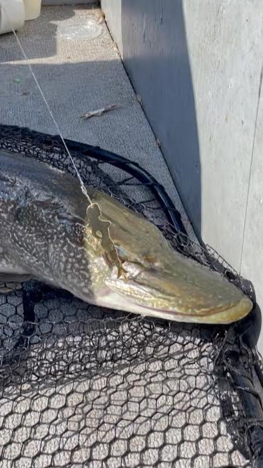 Northern pike fishing lure of a lady's silhouette