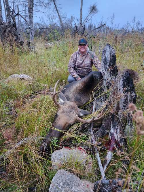 Successful Moose Hunt at Halley's Camps