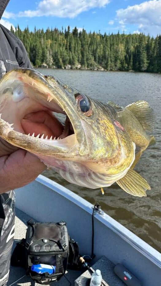 upclose picture of walleye caught at Halley's Camps looking through the mouth.