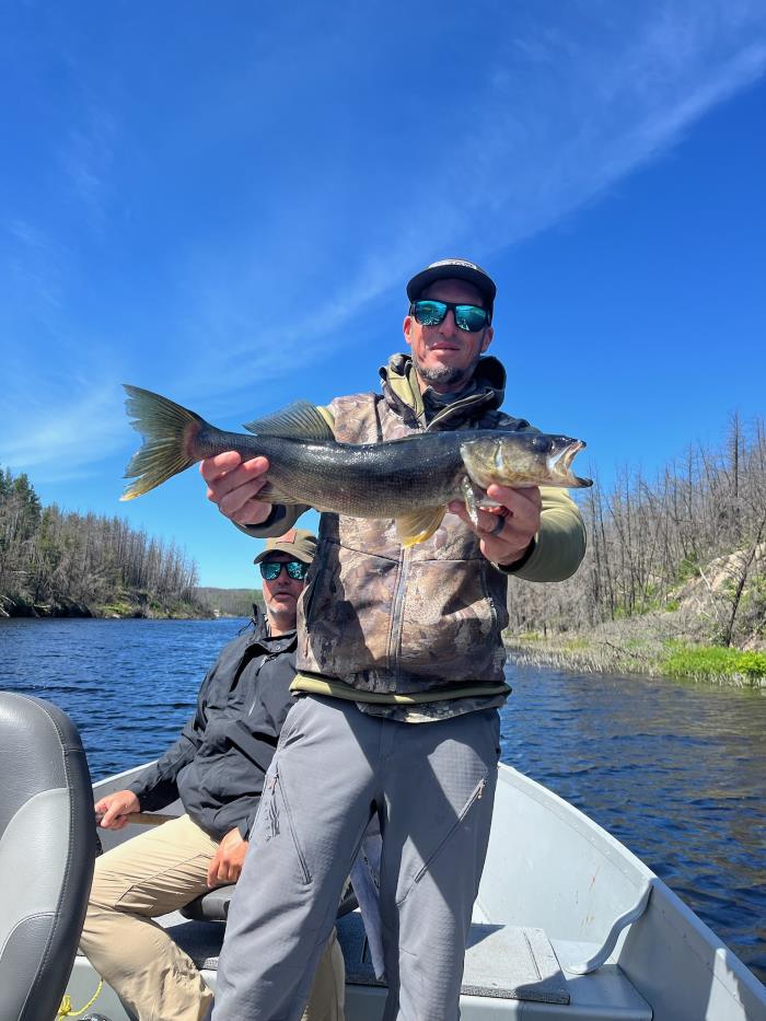 Another great walleye fish picture with sunny day in a fishing boat.