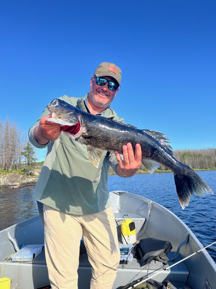 Man holding a walleye in a fishing boat at Halley's Camps Trapline Lake Outpost with blue skies.